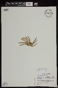 Huperzia appressa image