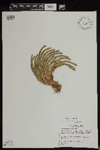 Huperzia appressa image