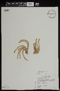 Huperzia appressa image