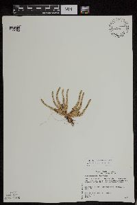 Huperzia appressa image