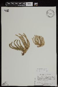 Huperzia appressa image