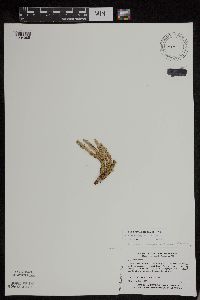 Huperzia appressa image