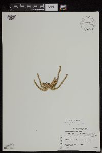 Huperzia appressa image