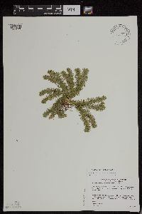 Huperzia x bartleyi image
