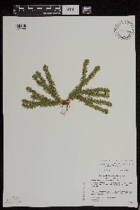 Huperzia x bartleyi image