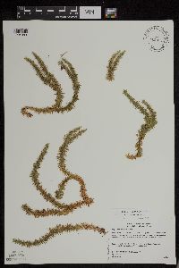 Huperzia x buttersii image