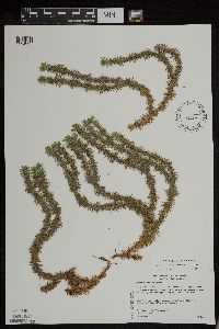 Huperzia x buttersii image