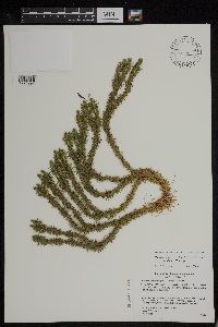 Huperzia x buttersii image