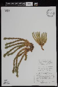 Huperzia x buttersii image