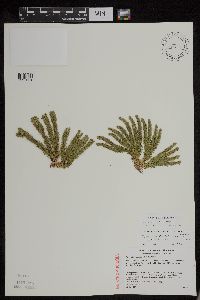 Huperzia x josephbeitelii image