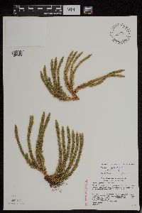 Huperzia x josephbeitelii image