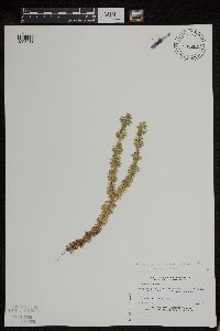 thumbnail image of current specimen