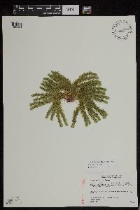 Huperzia x protoporophila image