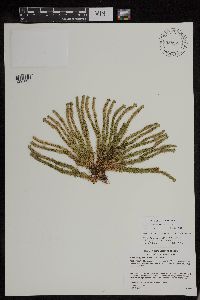 Huperzia appressa image