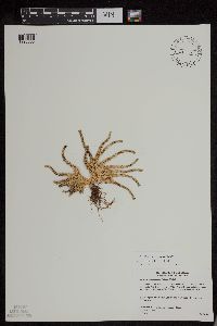 Huperzia appressa image