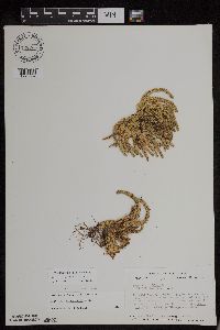 Huperzia appressa image