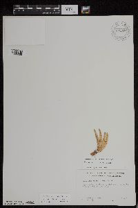 Huperzia appressa image