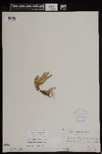 Huperzia appressa image