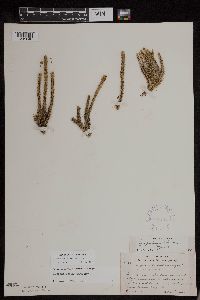 Huperzia appressa image