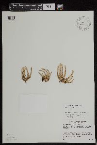 Huperzia appressa image