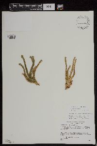 Huperzia appressa image