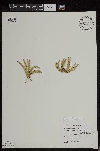 Huperzia appressa image