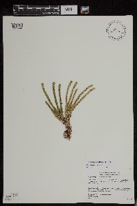 Huperzia appressa image