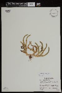 Huperzia appressa image