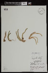 Huperzia appressa image