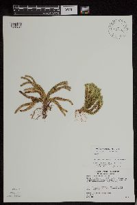 Huperzia appressa image