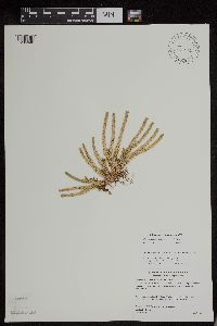 Huperzia appressa image