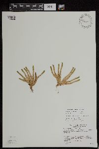 Huperzia appressa image