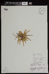 Huperzia appressa image