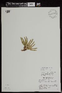 Huperzia appressa image