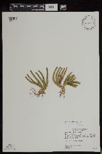 Huperzia appressa image