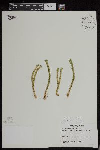 Huperzia appressa image