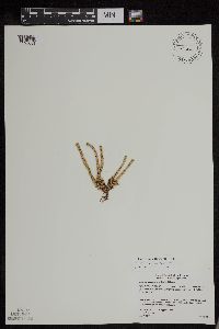 Huperzia appressa image