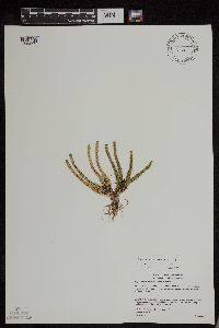 Huperzia appressa image