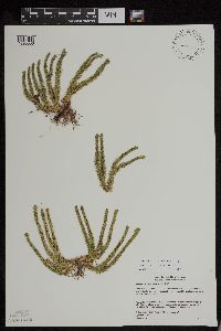 Huperzia appressa image