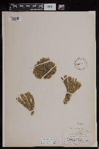 Huperzia appressa image