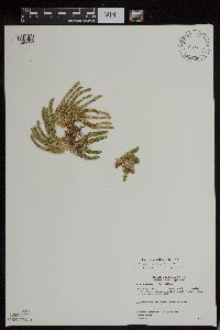 Huperzia appressa image