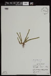 Huperzia appressa image