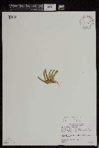 Huperzia appressa image