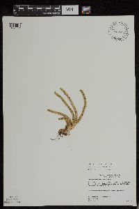 Huperzia appressa image