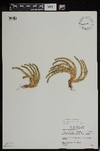 Huperzia appressa image