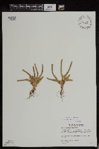 Huperzia appressa image