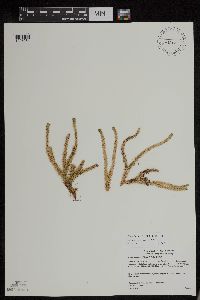 Huperzia appressa image