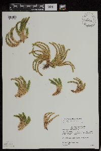 Huperzia appressa image