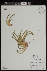 Huperzia appressa image