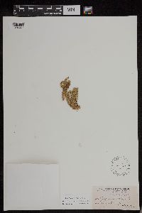 Huperzia appressa image